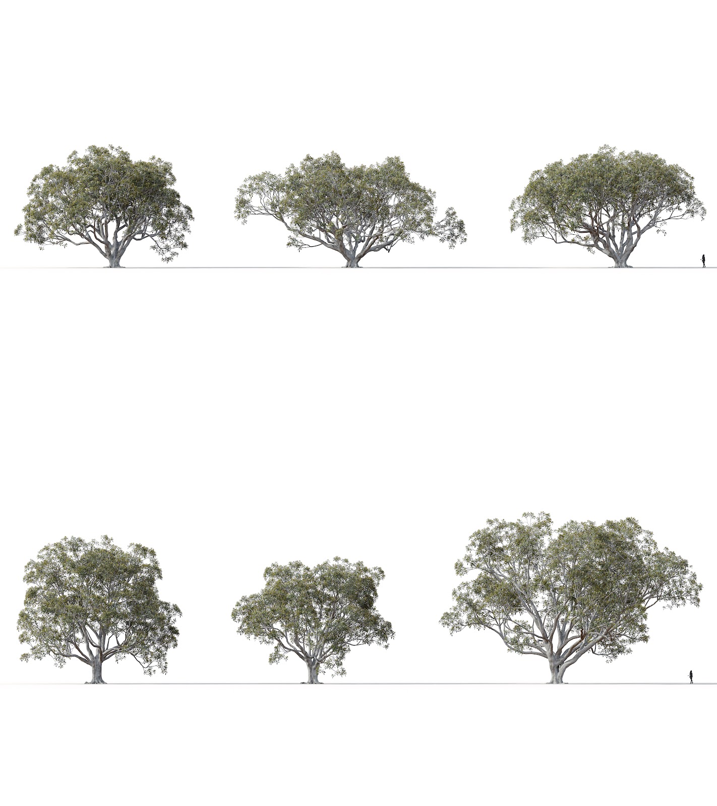 Maxtree - Plant Models Vol.16