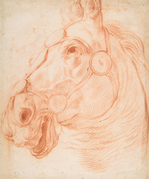 Study for a Horses Head ca 1650