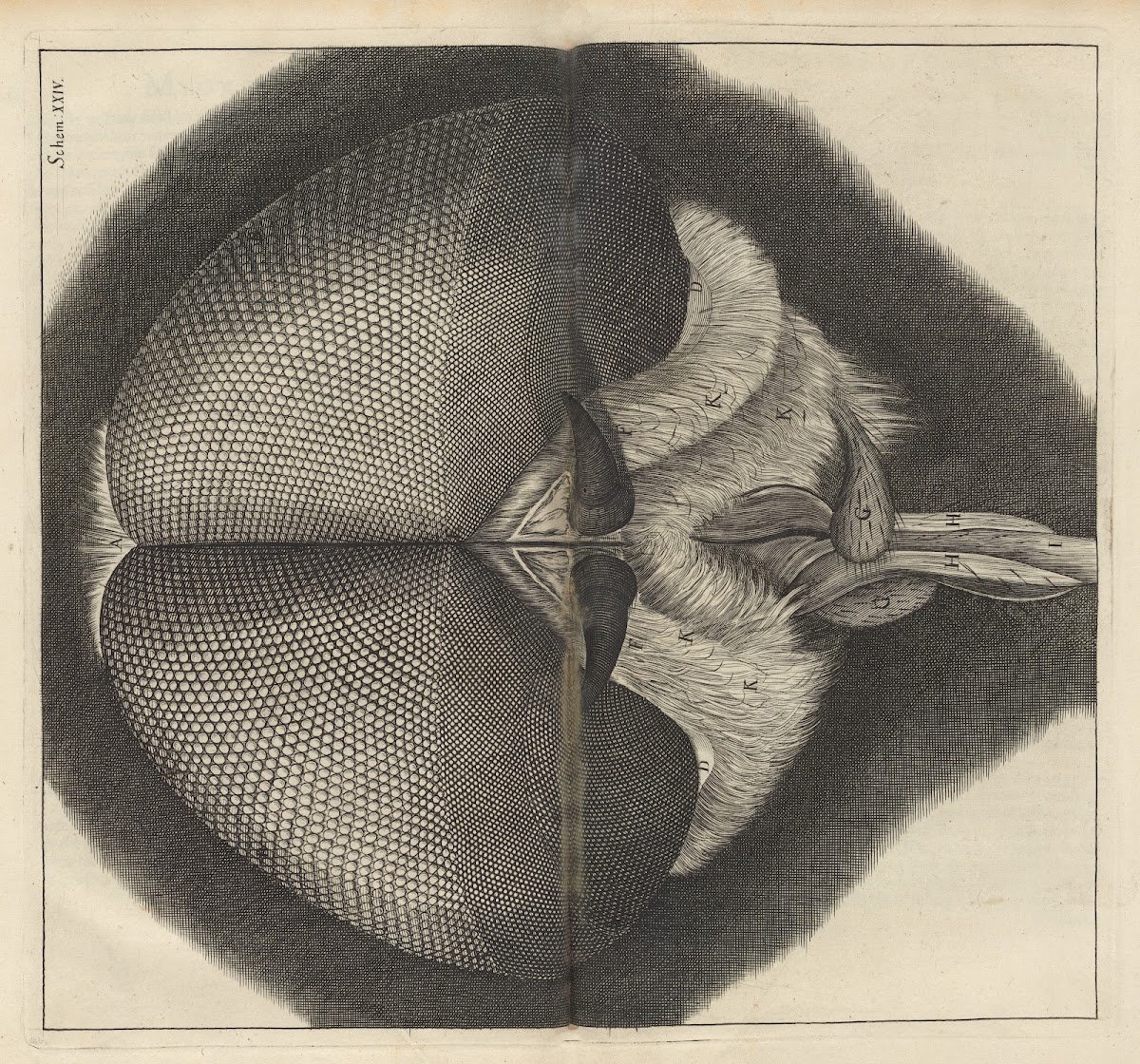 Microscopic view of the eyes and head of a drone fly 1665