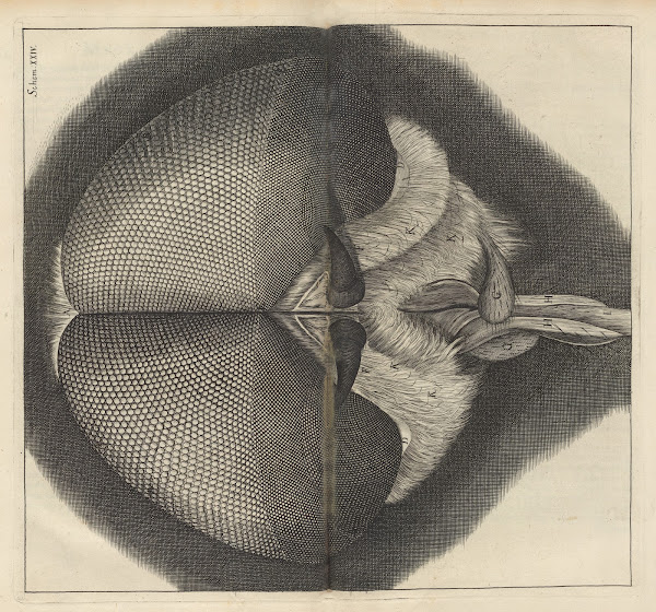 Microscopic view of the eyes and head of a drone fly 1665
