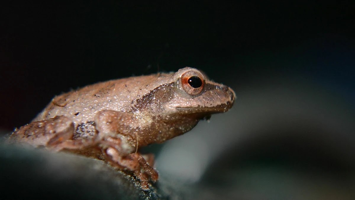 우물 안 개구리 뜻과 유래, 비슷한 표현과 사용 상황