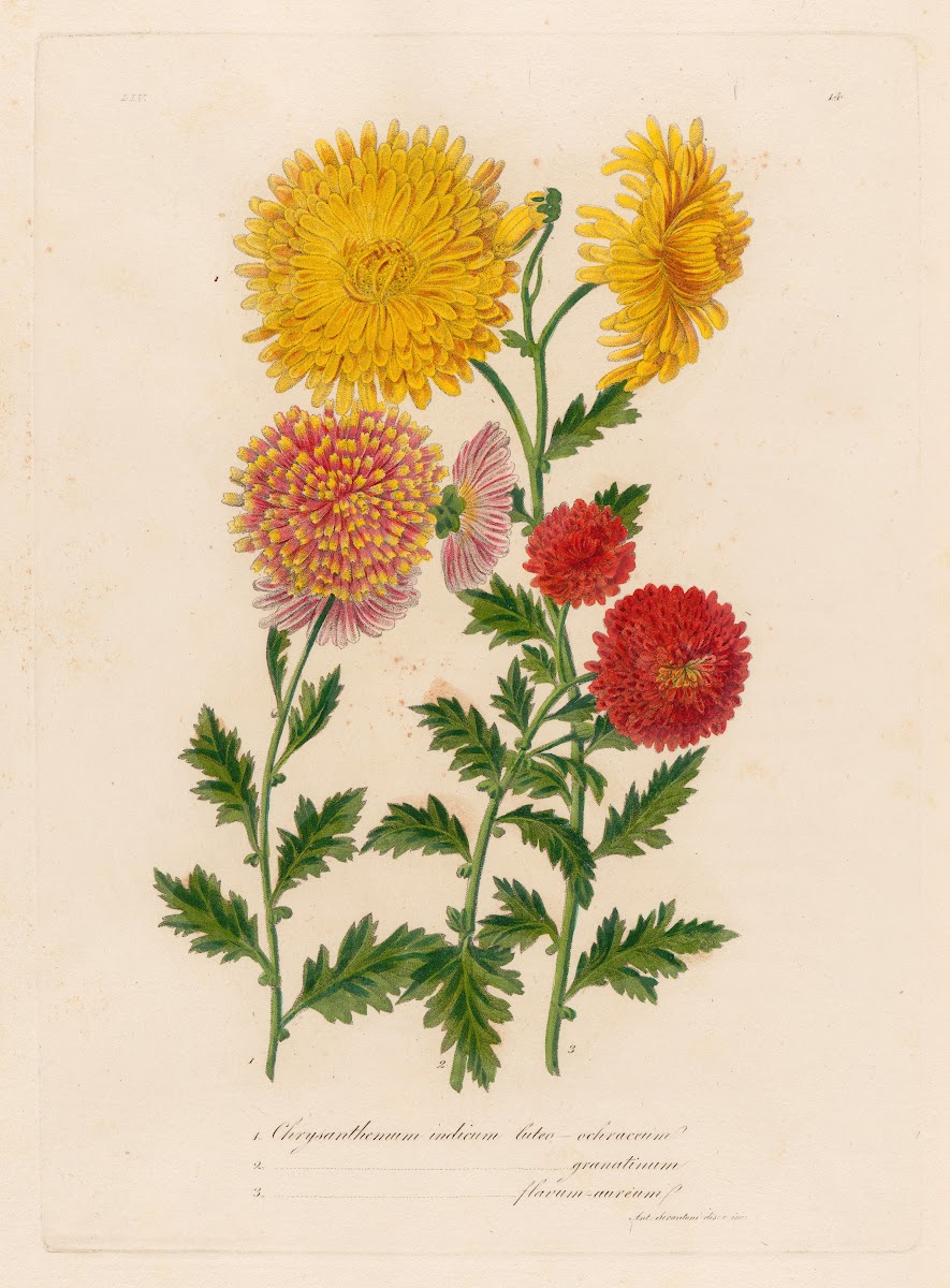 1Chrysanthemum indicum luteo ochraceum and 2 Chrysanthemum indicum luteo granati