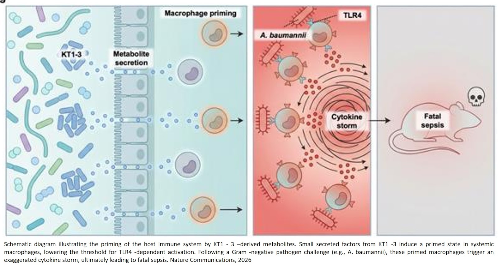 A Muribaculaceae-enriched microbiota exacerbates TLR4-dependent Acinetobacter baumannii-induced hyperinflammatory sepsis