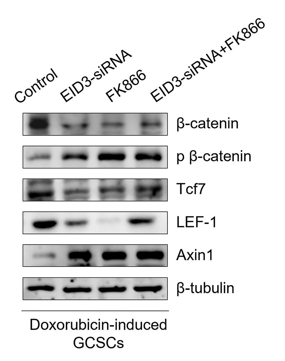 Correction: Radiochemotherapy-induced DNA repair promotes the biogenesis of gastric cancer stem cells