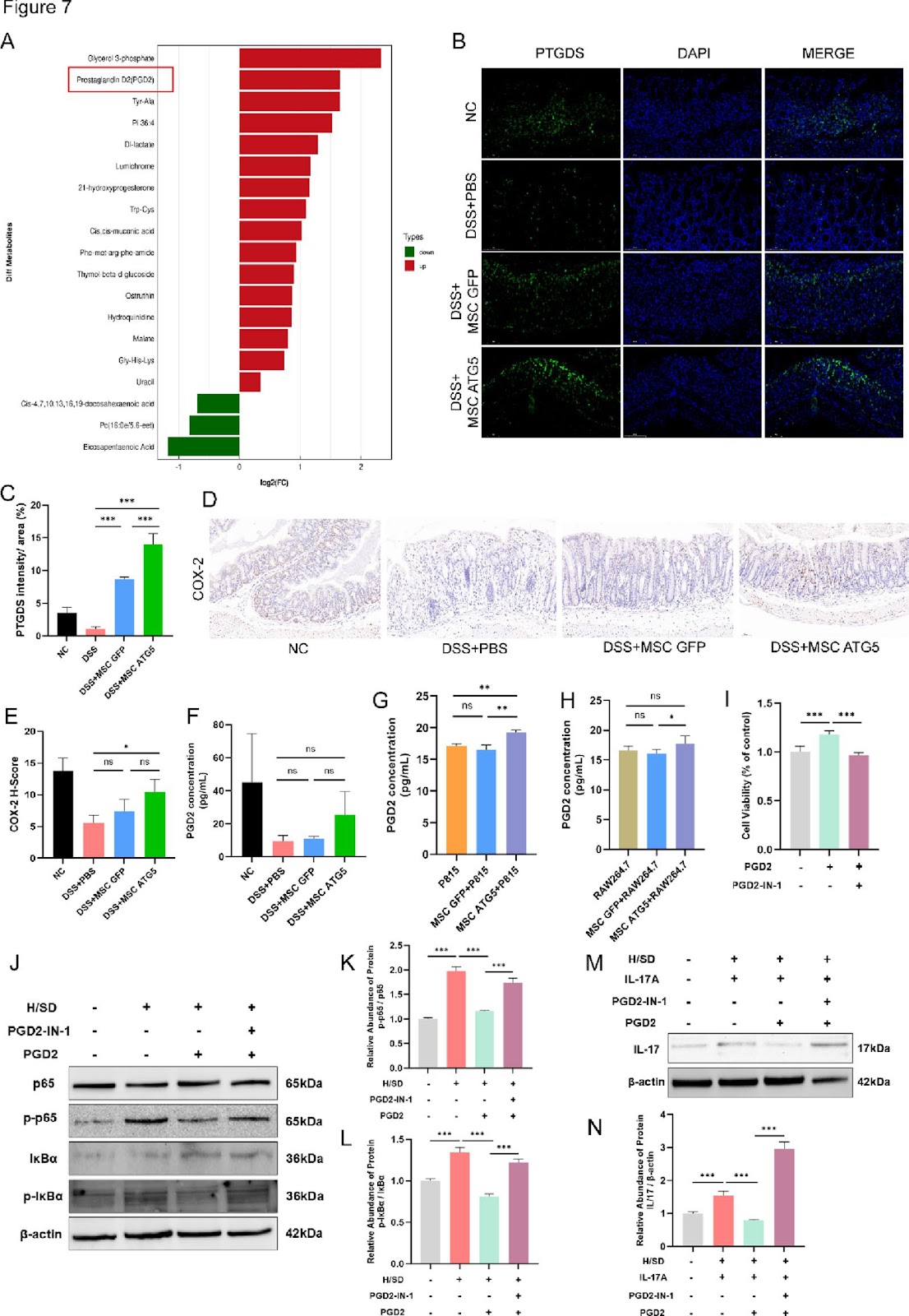 ATG5 Overexpression Enhances the Therapeutic Efficacy of Mesenchymal Stem Cells in a Mouse Colitis Model by Augmenting Anti-inflammatory and Antioxidative Mechanisms
