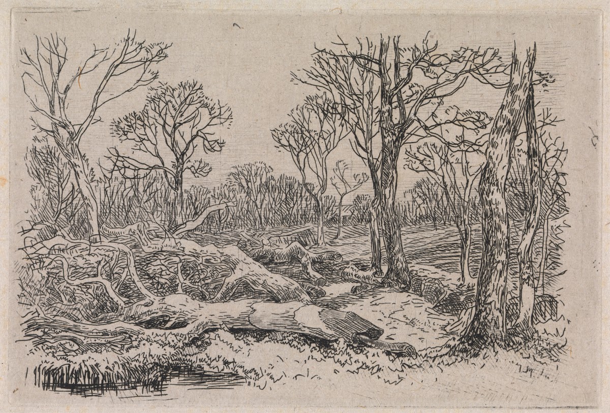 Felled Timber Burningham