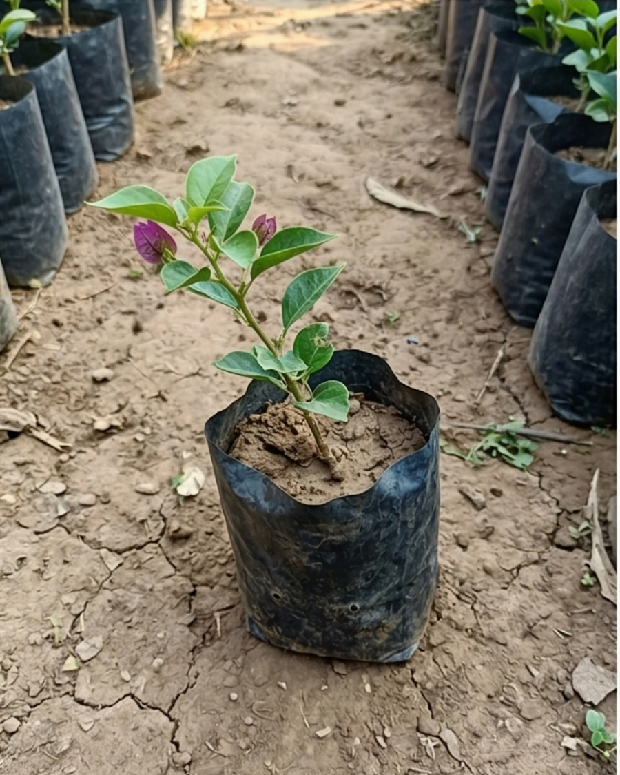 Imported Black Rose Bougainvillea Plant — view 3