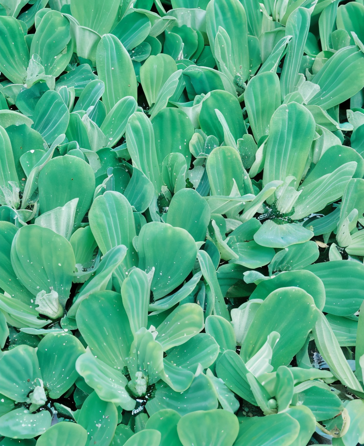 Pistia stratiotes in laghetto ornamentale