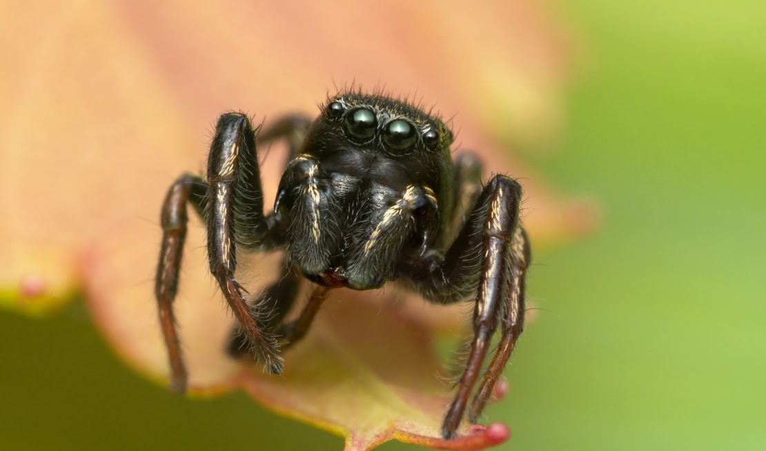 Heliophanus flavipes