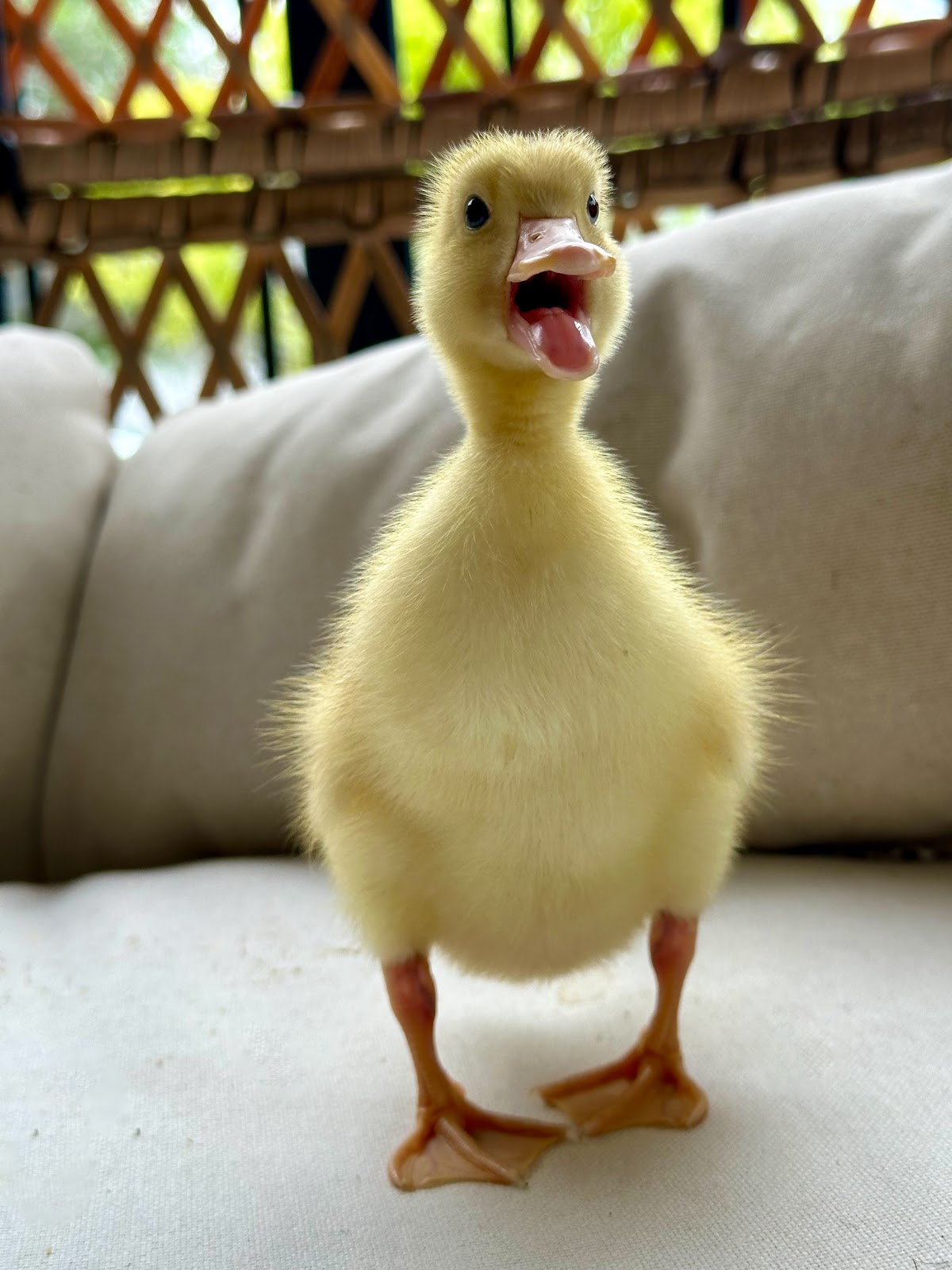 Pekin Grimaud Hybrid