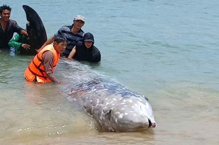 Cá 'khủng' dạt vào bờ biển Gia Lai là loại cá voi lặn sâu nhất thế giới - Báo Tiền Phong