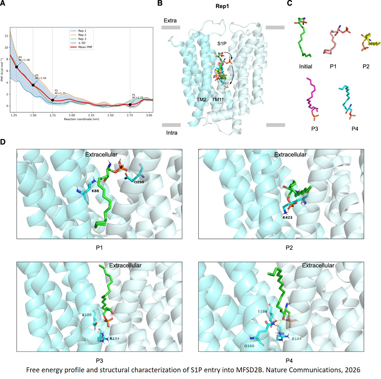 Structure and mechanism of human sphingosine-1-phosphate transporter MFSD2B