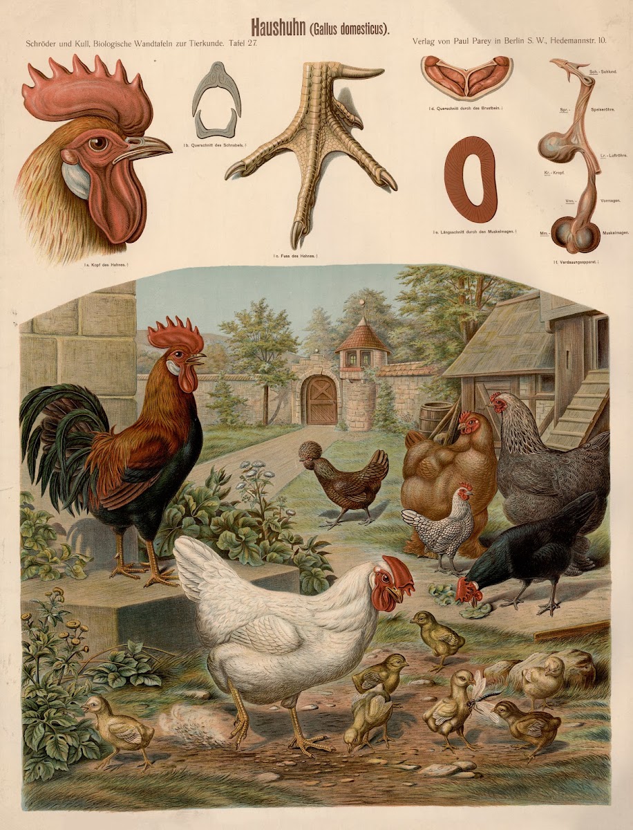 Chicken Gallus domesticus