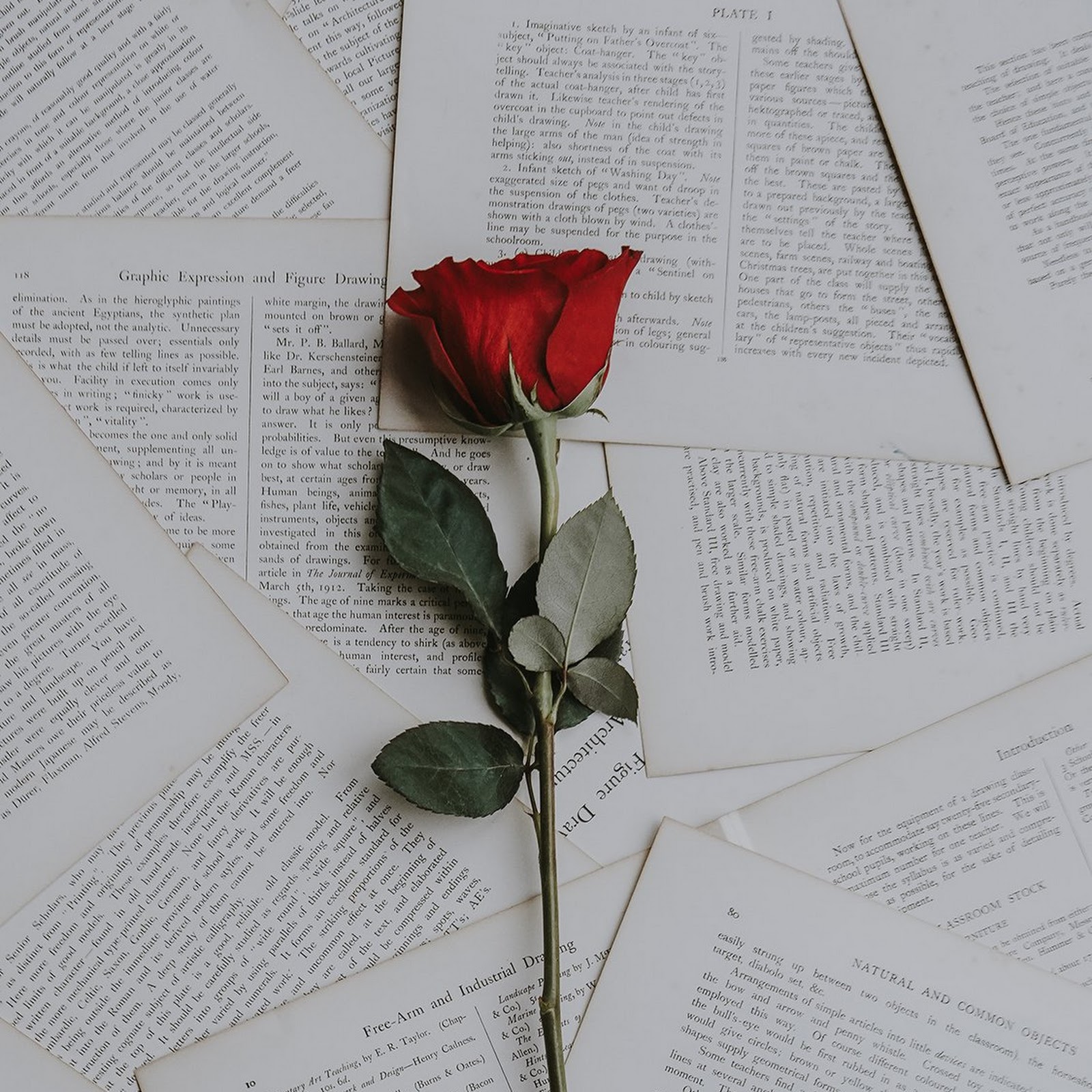 Download Aesthetic Red Rose Full HD iPhone