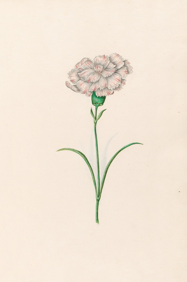 Carnation 1692