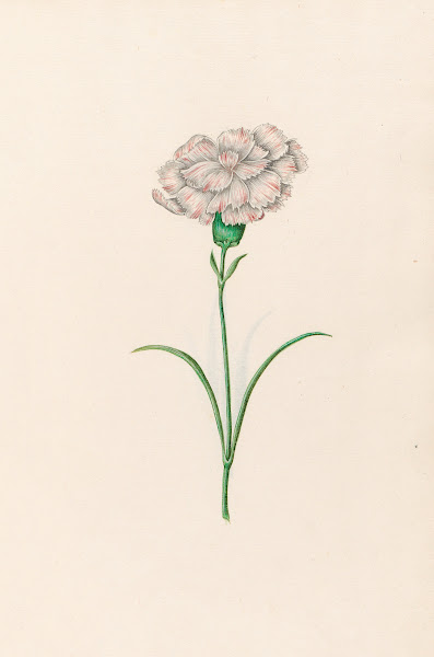 Carnation 1692