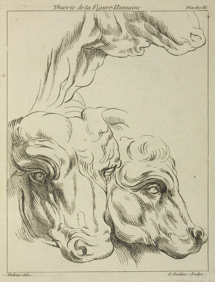 Heads and necks of two bovines portion of neck of a third