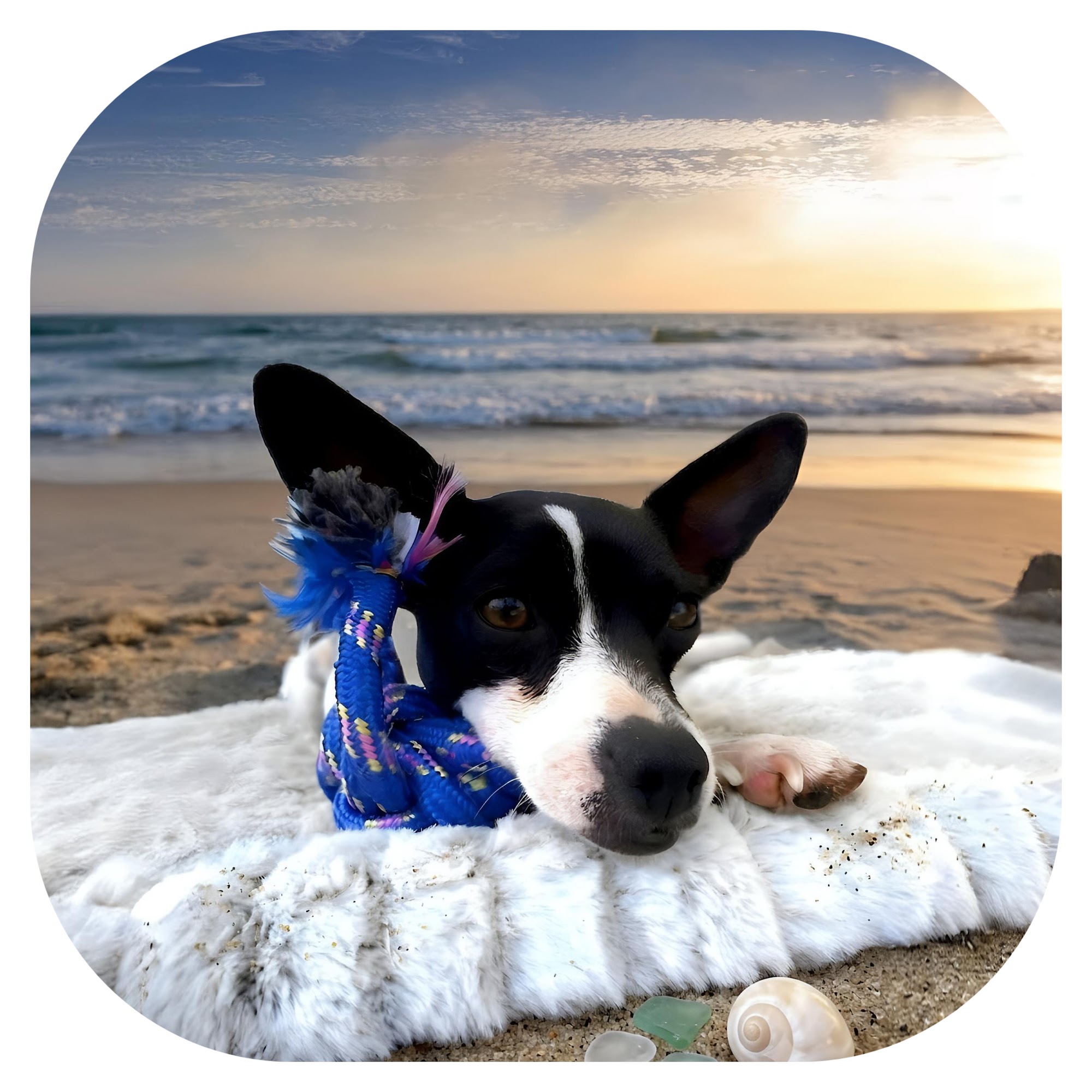 Kiddee at the beach with a toy