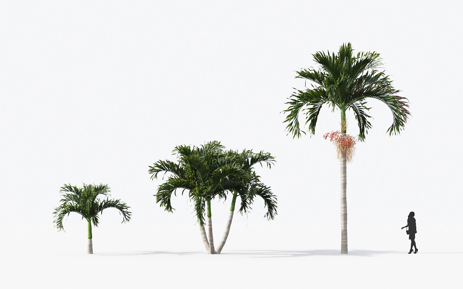 Maxtree - Plant Models Vol.15