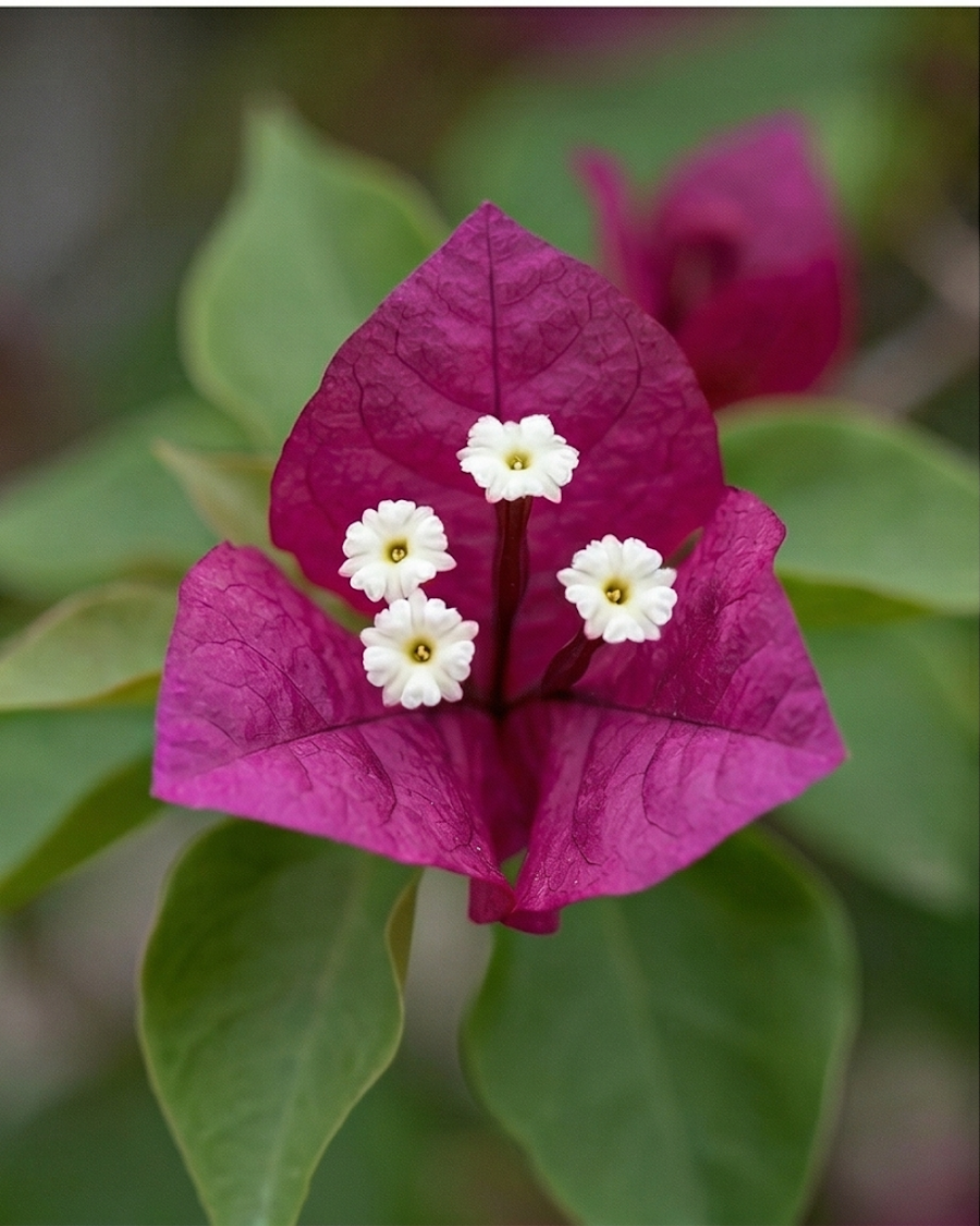 Imported Dark One Rubiyana Bougainvillea Plant — view 3
