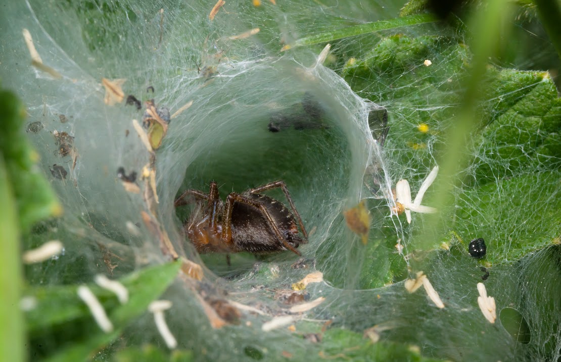 Agelena labyrinthica