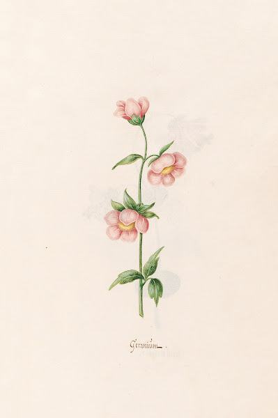 Geraniüm 1692