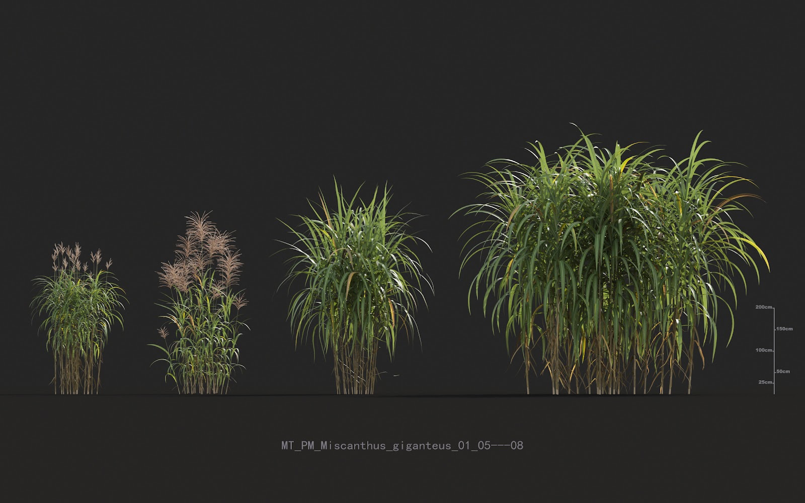 Maxtree - Plant Models Vol.20