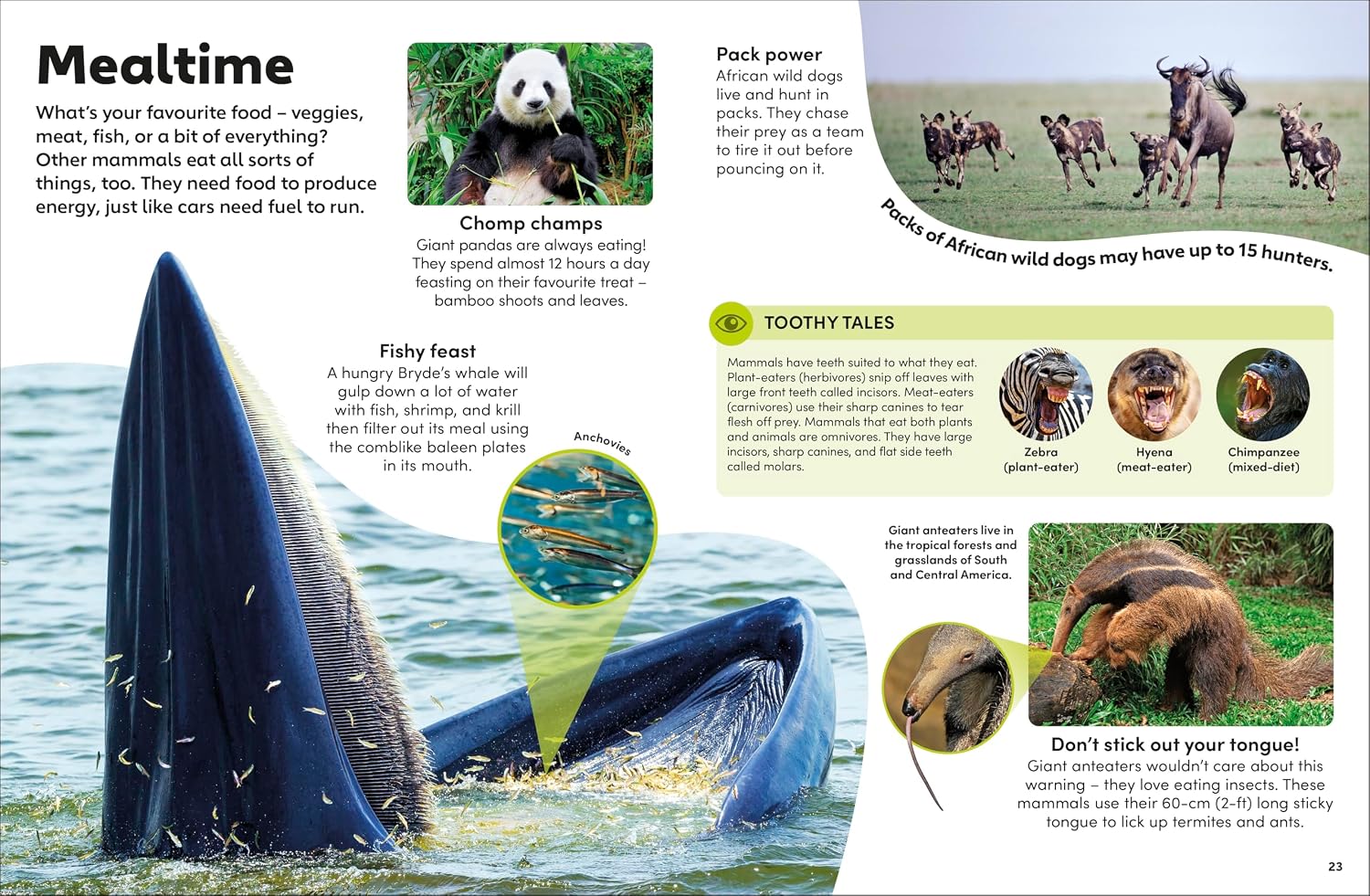 Eyewonder Mammals - thumbnail 3