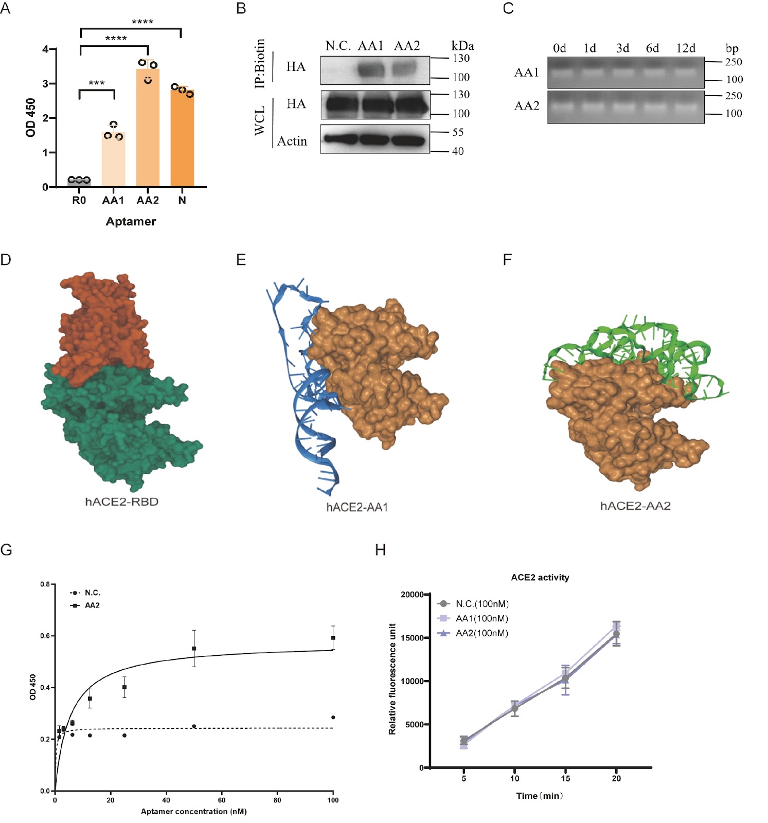 A bifunctional aptamer-siRNA chimera targeting ACE2 for the inhibition of SARS-CoV-2 S pseudovirus entry and replication