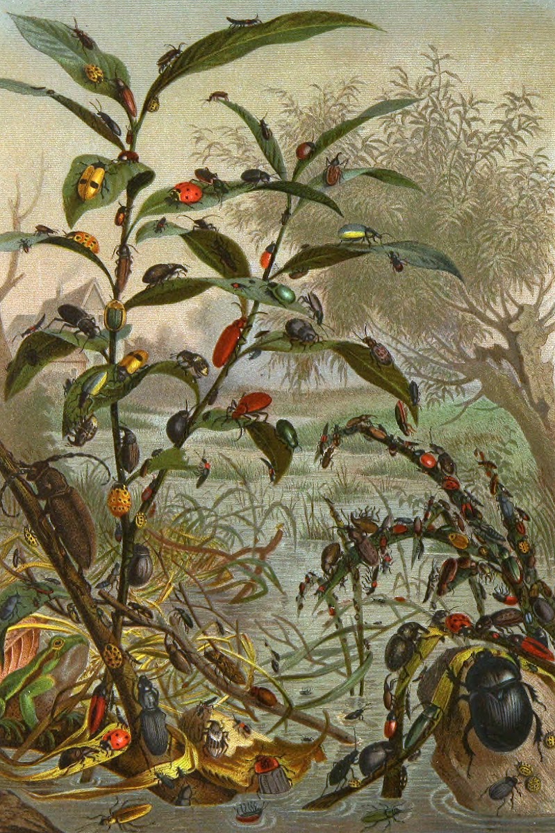 Die Insekten Tausendfussler und Spinnen Pl 02 1877