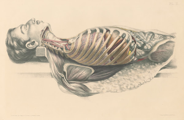 Medical anatomy or Illustrations of the relative position and movements of the i