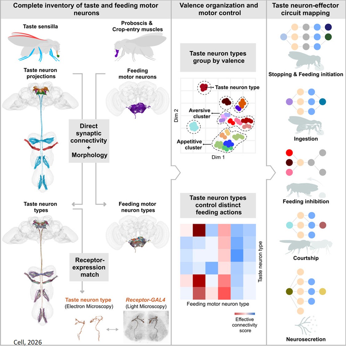 The complete gustatory connectome of adult Drosophila reveals how taste guides feeding, foraging, and social behavior