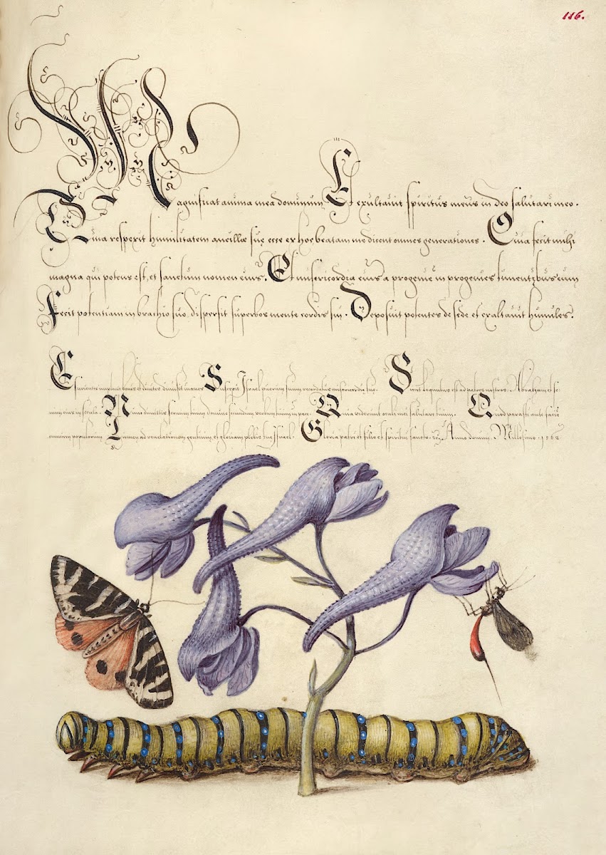 Scarlet Tiger Moth Larkspur Insect and Caterpillar 15611596