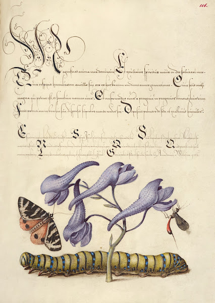 Scarlet Tiger Moth Larkspur Insect and Caterpillar 15611596