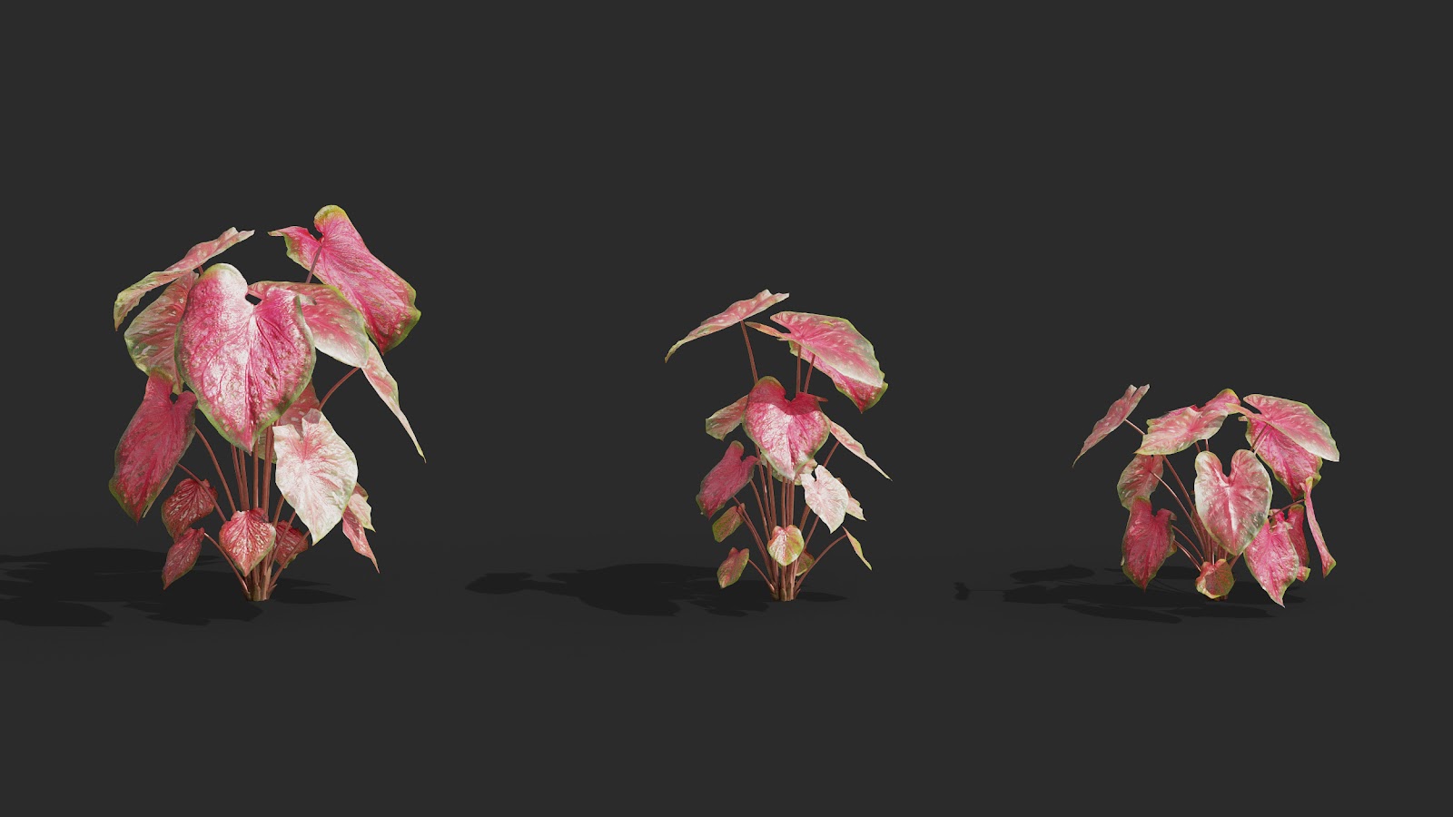 Maxtree - Plant Models Vol.62