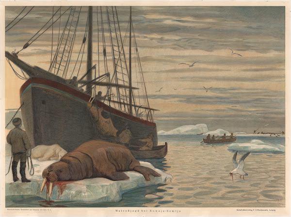Walrus hunting near Novaya Zemlya 1912