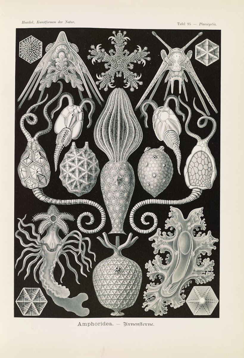 Amphoridea  Urnensterne 1904