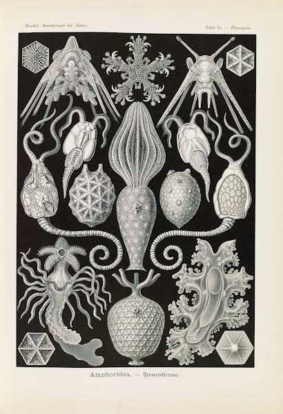 Amphoridea  Urnensterne 1904