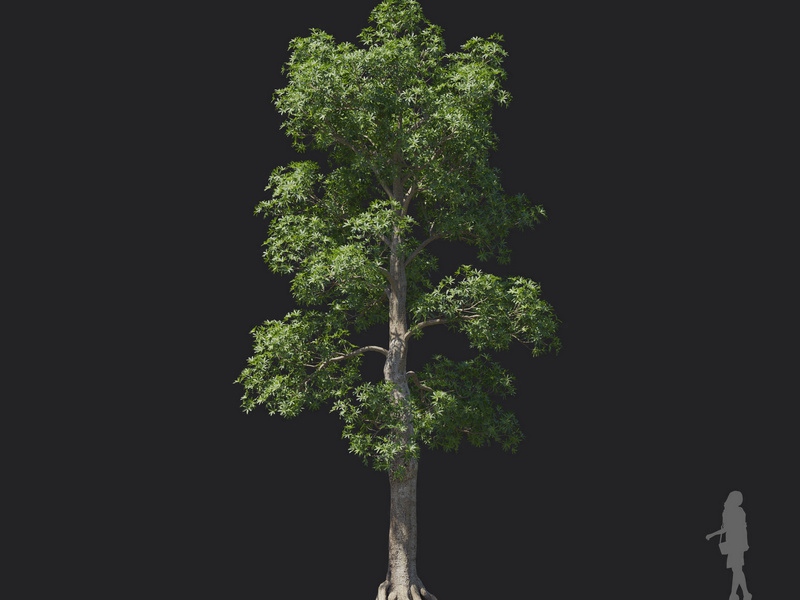 Maxtree - Plant Models Vol.121