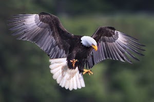 Eagle Wallpaper