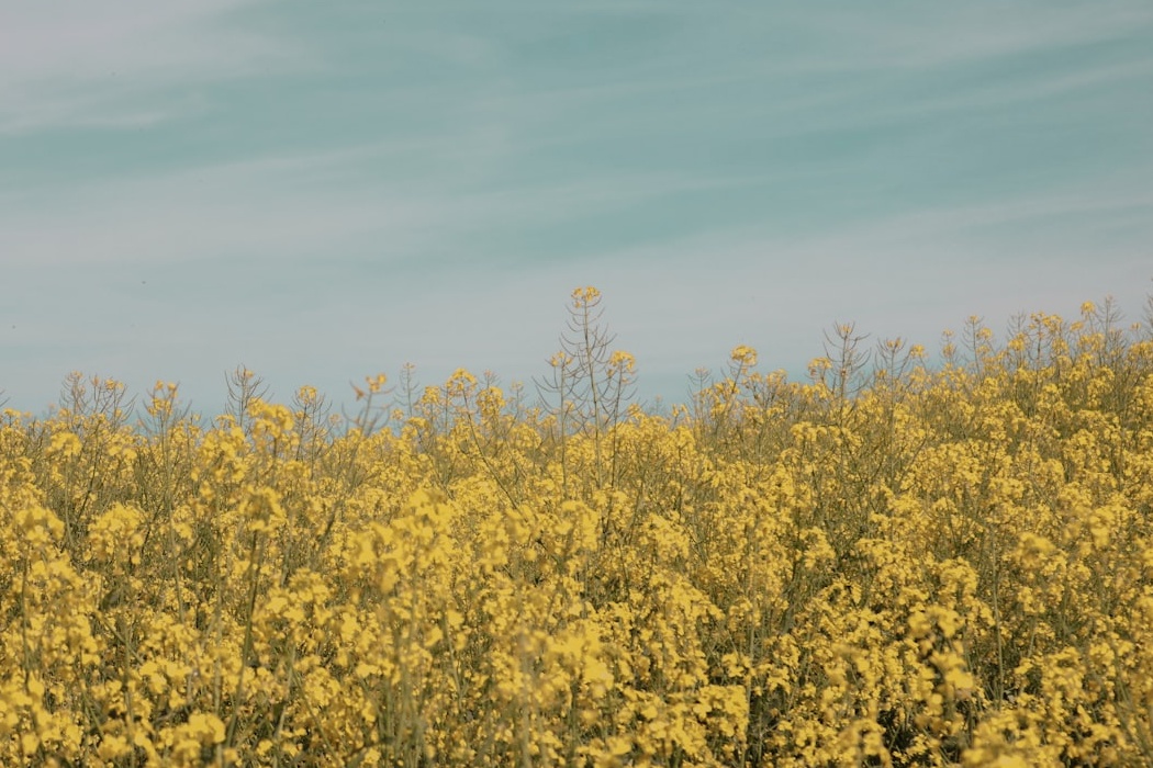 2026 제주 유채꽃 완벽 가이드: 개화시기 & 명소 꿀팁