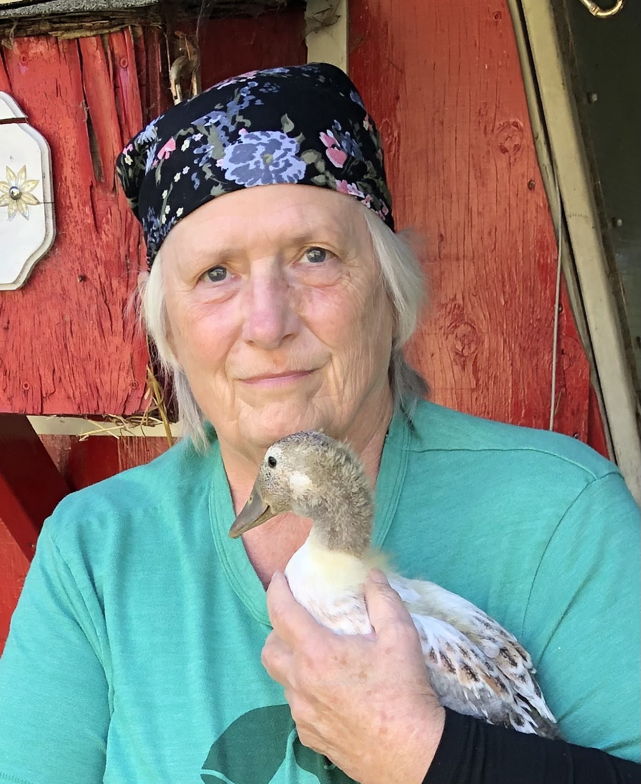 Welsh Harlequin Duckling