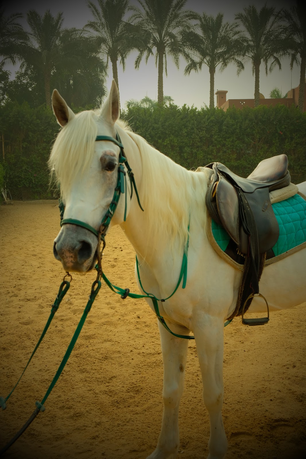 Sa3b - Image 2