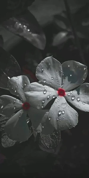 Periwinkle Flower, Water Droplets, Floral Close-Up, Monochrome Photography iPhone Wallpaper Background