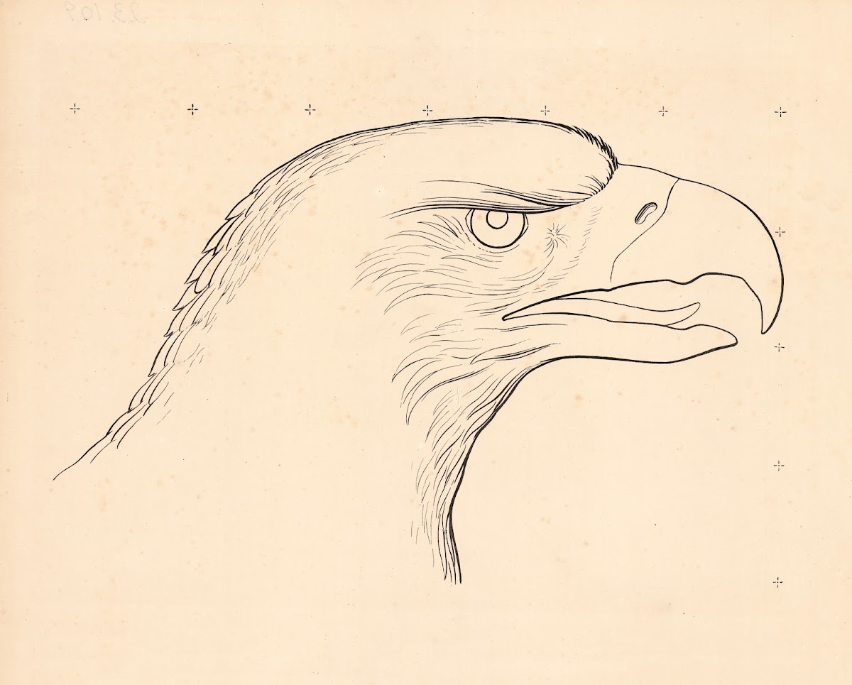 Eagle head 1863