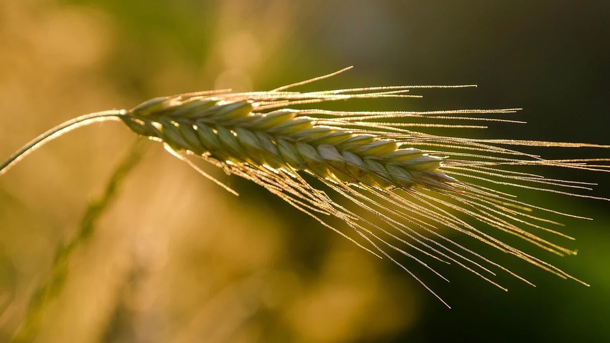 알바 최저임금 계산 기준과 시급 산정 방법