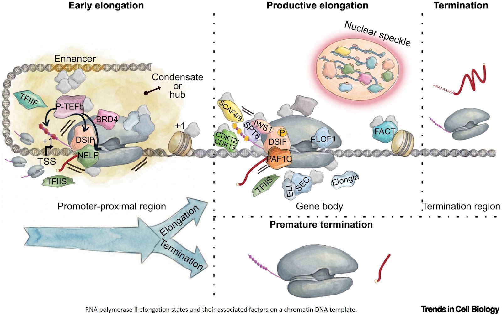 Transcription elongation factors in diseases
