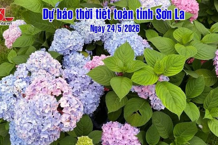 Dự báo thời tiết toàn tỉnh Sơn La ngày 24/5/2026 - Báo Sơn La