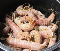 Trong một nồi khác, cho tôm tích, gừng cắt mỏng, hành tím đập dập vào, xóc đều, luộc chín. Sau đó, vớt tôm tích ra, dùng kéo cắt bỏ râu, đuôi.