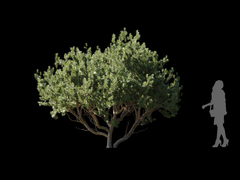 Maxtree - Plant Models Vol.120